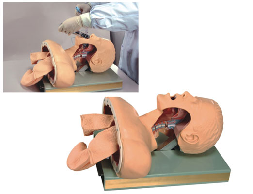 高級人體氣管插管訓(xùn)練模型
