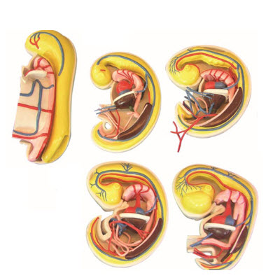 消化、呼吸、泌尿生殖、體腔的發生解剖示教模型 YJ/ZZ2017