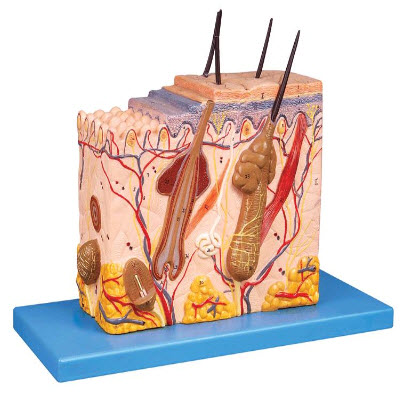 皮膚組織結(jié)構放大模型 YJ/ZZ1002